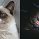 Illustration for article titled It’s time to remake the 1991 killer-cat movie iStrays/i